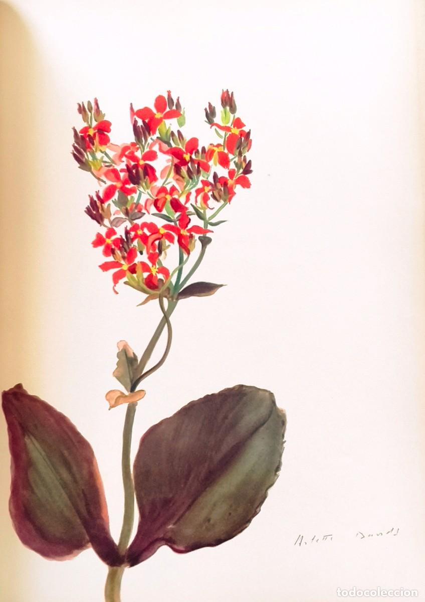Arte: L&aacute;mina de Bot&aacute;nica Cactus, c.1935. L&aacute;minas de plantas 36x27 cms.
