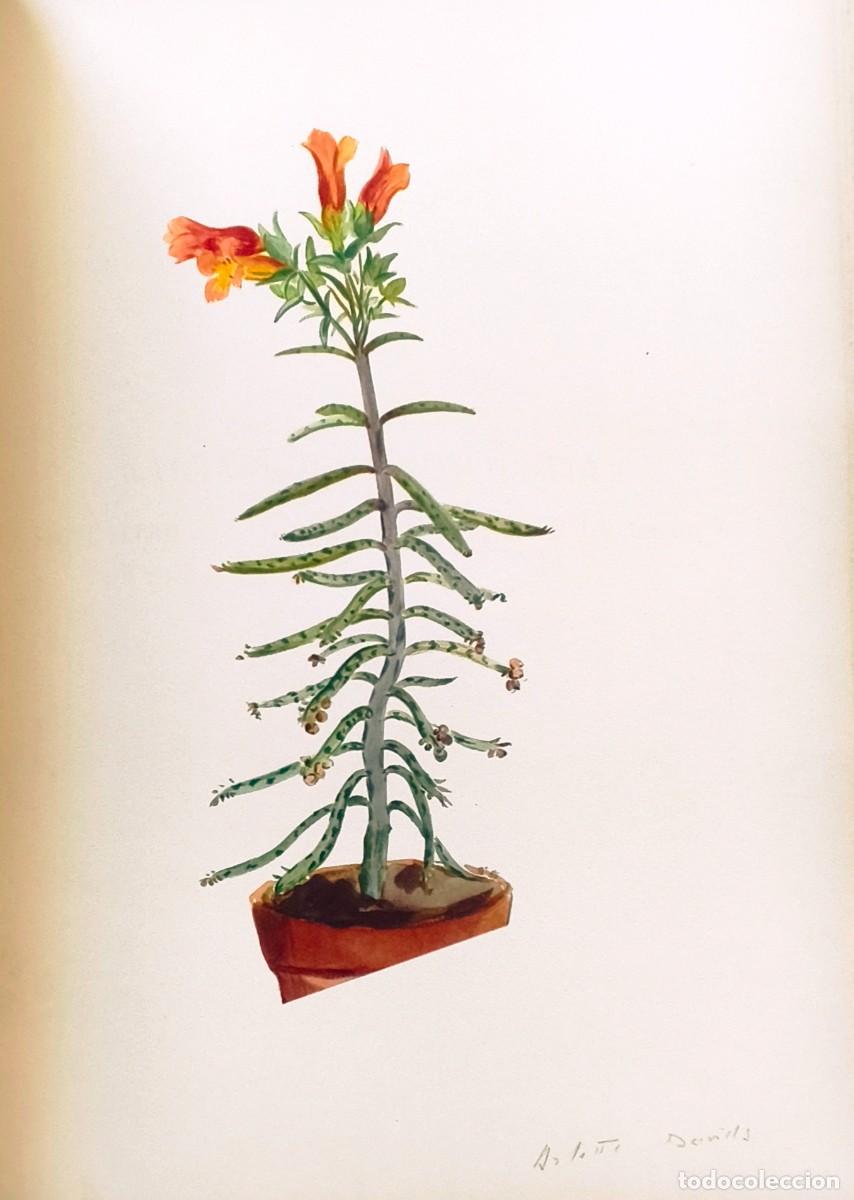 Arte: L&aacute;mina de Bot&aacute;nica Cactus, c. 1935. L&aacute;minas de plantas 36x27 cms.