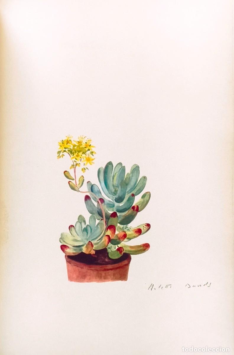 Art: L&aacute;mina de Bot&aacute;nica Cactus, c. 1935. L&aacute;minas de plantas 36x27 cms.