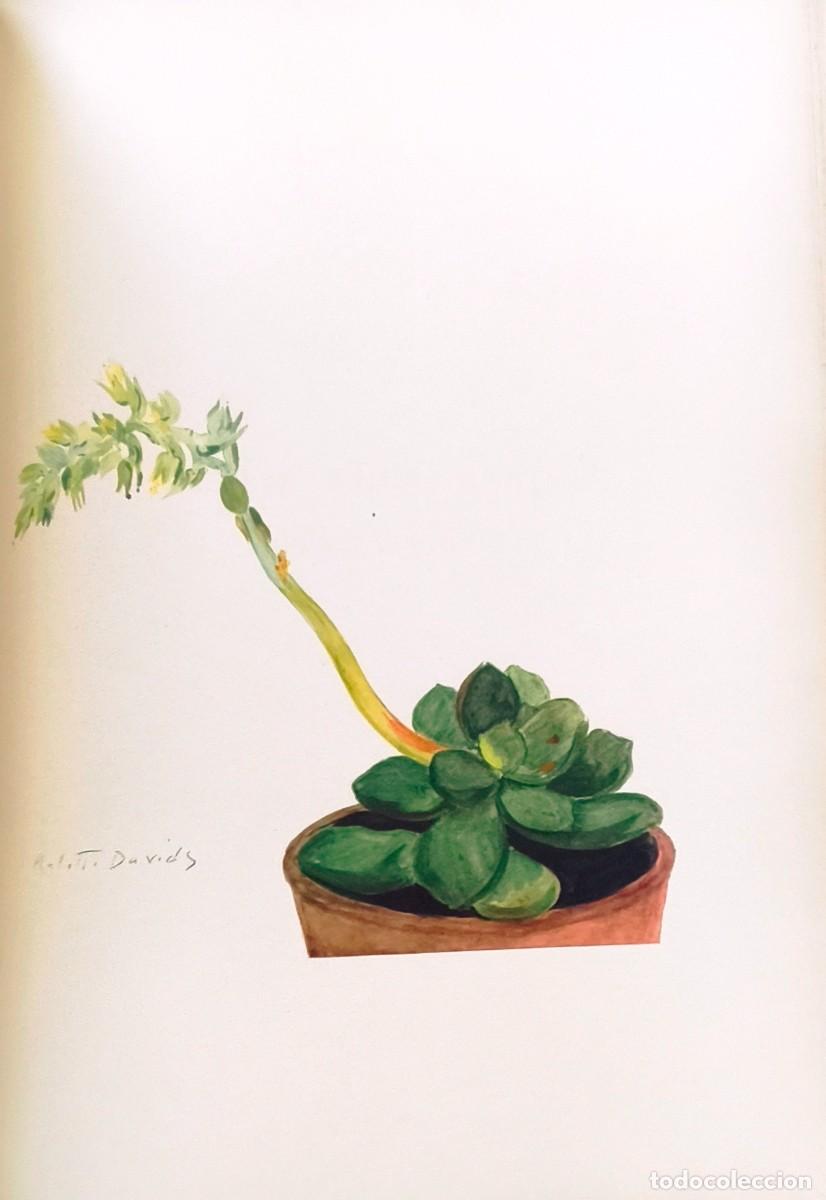Arte: L&aacute;mina de Bot&aacute;nica Cactus, c. 1935. L&aacute;minas de plantas 36x27 cms.