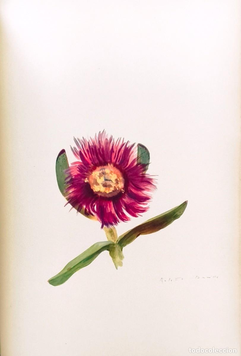 Arte: L&aacute;mina de Bot&aacute;nica Cactus, c. 1935. L&aacute;minas de plantas 36x27 cms.