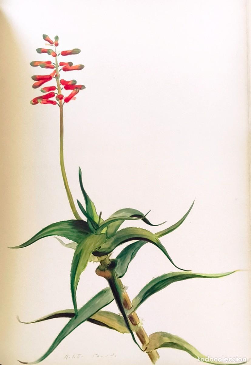 Arte: L&aacute;mina de Bot&aacute;nica Cactus, c.1935. L&aacute;minas de plantas 36x27 cms.
