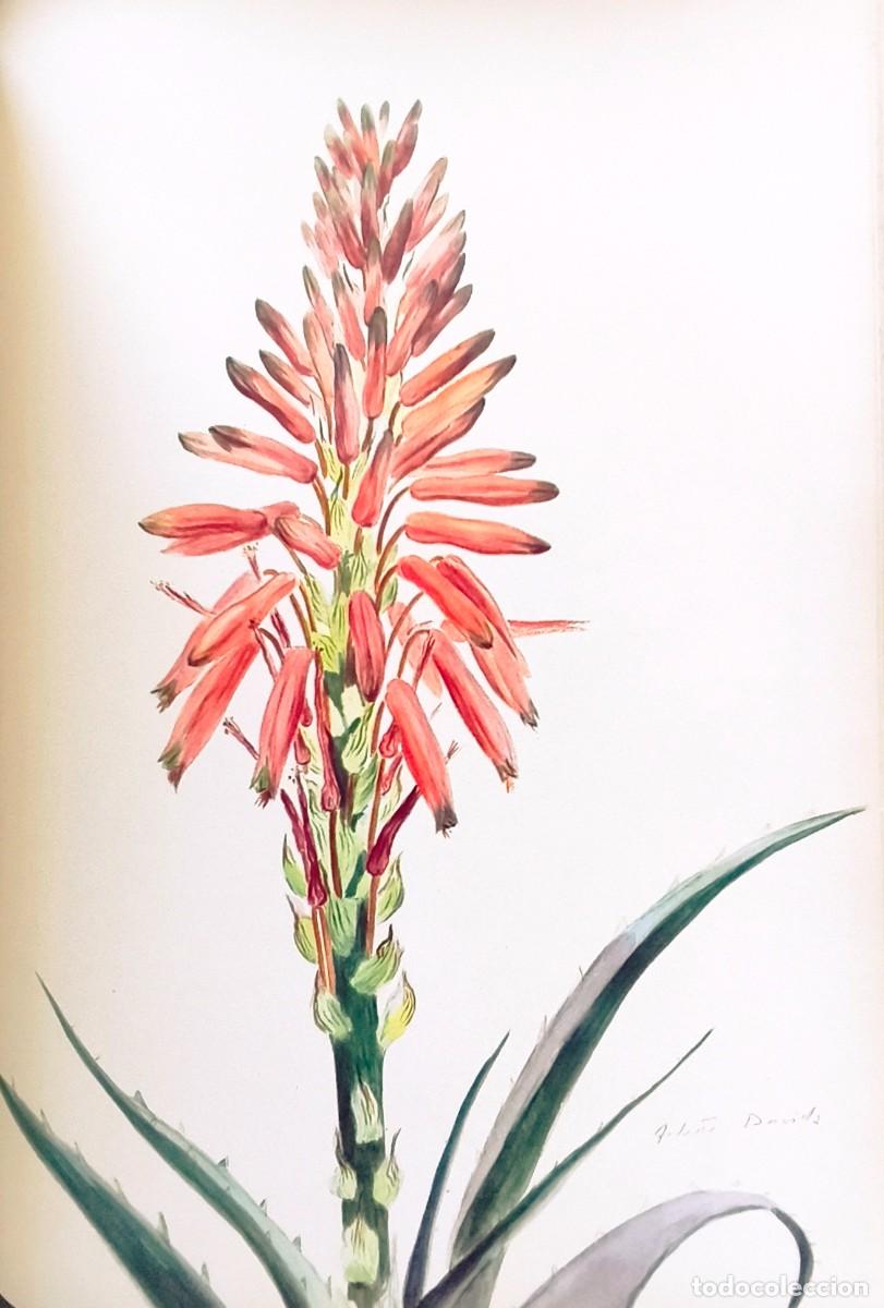 Arte: L&aacute;mina de Bot&aacute;nica Cactus, c. 1935. L&aacute;minas de plantas 36x27 cms.