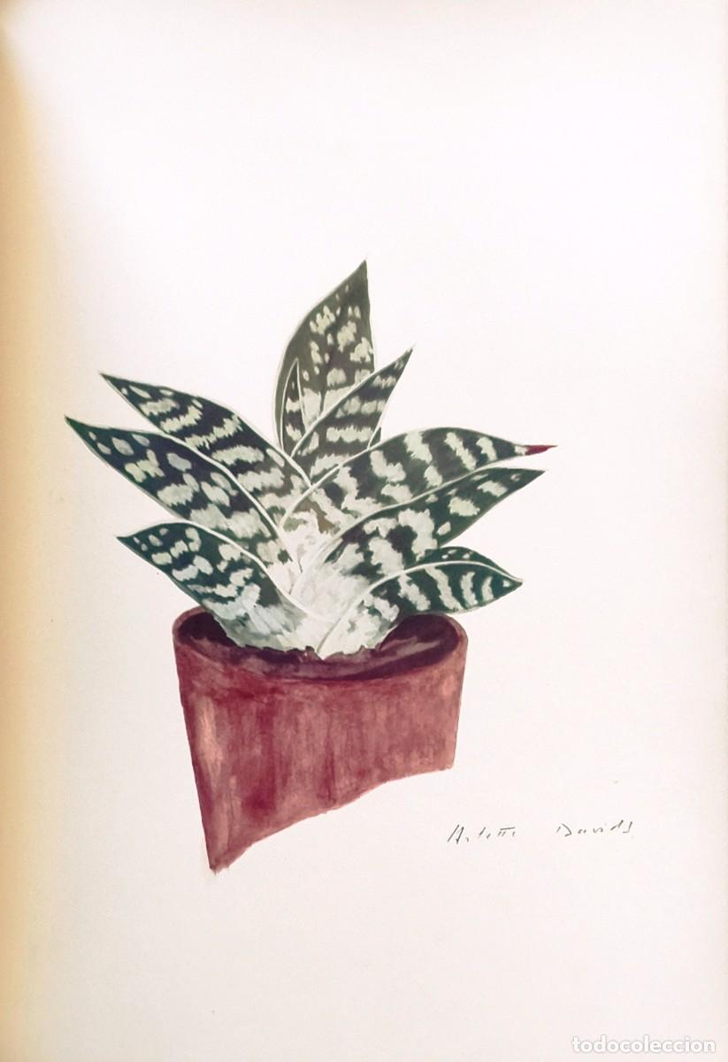 Arte: L&aacute;mina de Bot&aacute;nica Cactus, c. 1935. L&aacute;minas de plantas 36x27 cms.