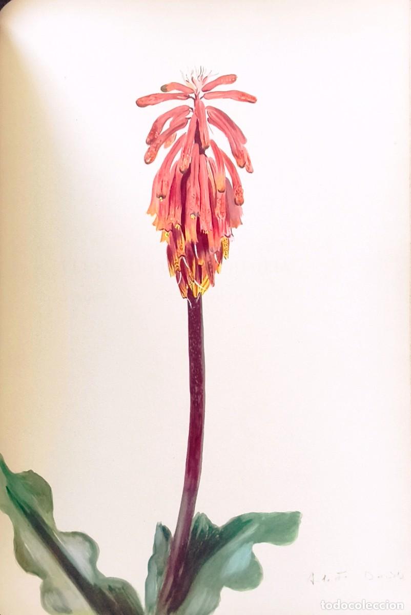 Arte: L&aacute;mina de Bot&aacute;nica Cactus, c. 1935. L&aacute;minas de plantas 36x27 cms.