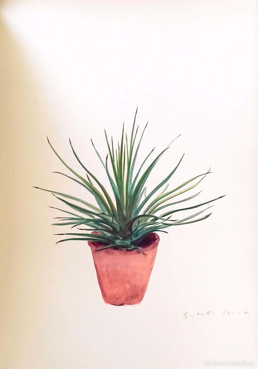 Arte: L&aacute;mina de Bot&aacute;nica Cactus, c. 1935. L&aacute;minas de plantas 36x27 cms.