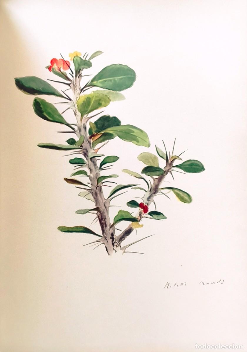 Arte: L&aacute;mina de Bot&aacute;nica Cactus, c. 1935. L&aacute;minas de plantas 36x27 cms.