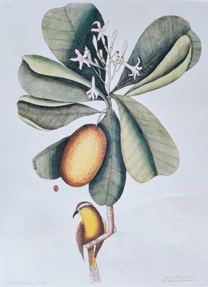Arte: L&aacute;mina Aves Paro de las Bahamas (Bananaquit). L&aacute;minas p&aacute;jaros 38x28 cms.