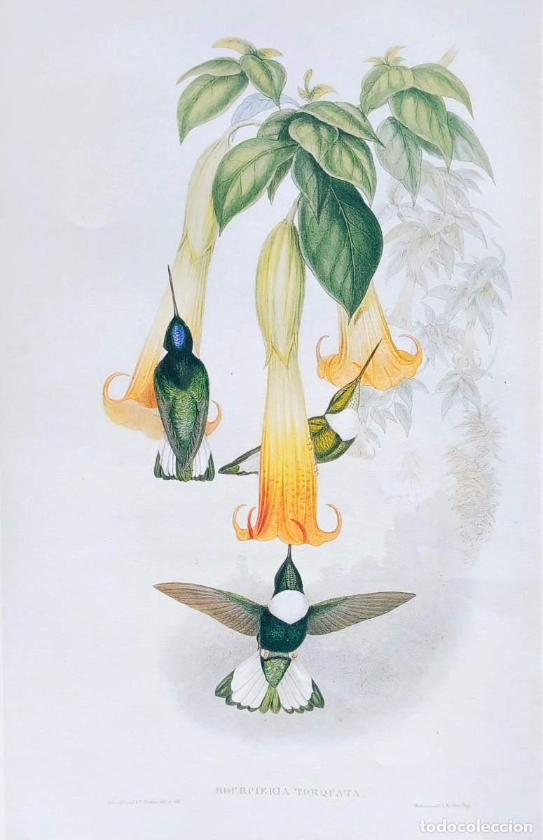 Arte: L&aacute;mina Aves Inca Acollarado. L&aacute;minas p&aacute;jaros 38x28 cms.