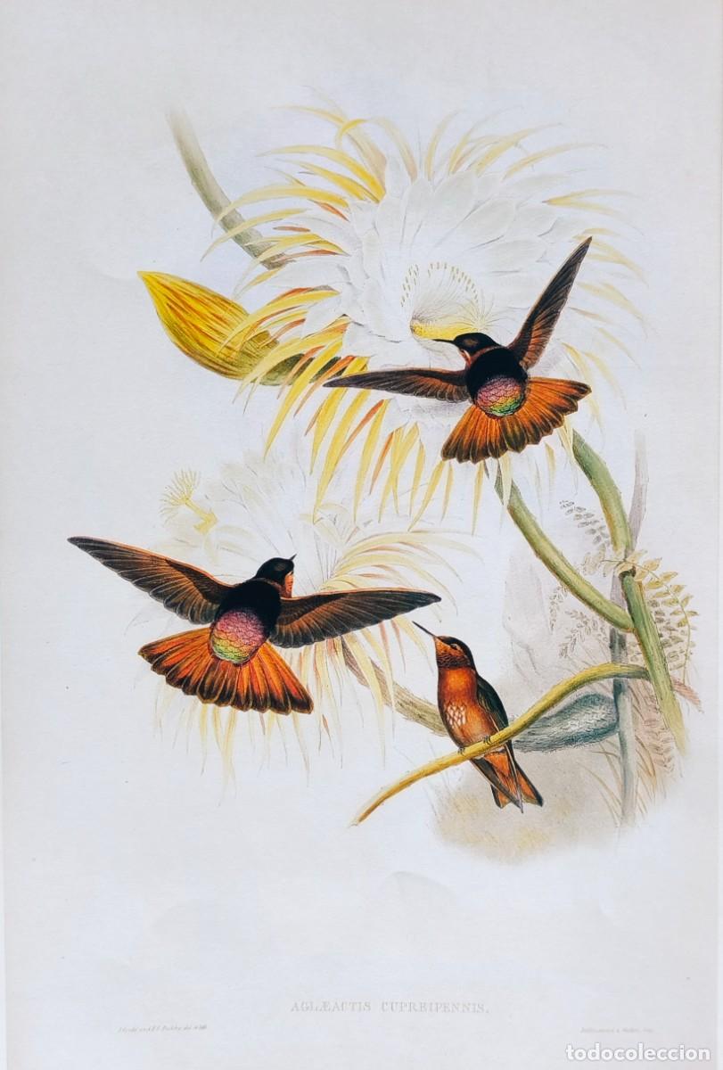 Arte: L&aacute;mina Aves Gran Volador Brillante. L&aacute;minas p&aacute;jaros 38x28 cms.