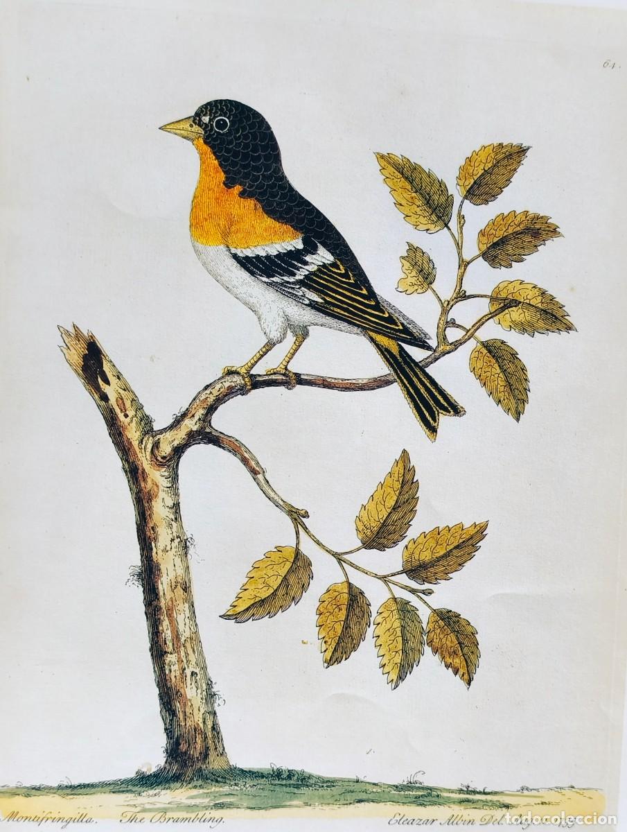 Arte: L&aacute;mina Aves Pinz&oacute;n. L&aacute;minas p&aacute;jaros 38x28 cms.