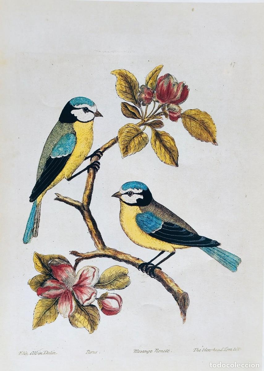Arte: L&aacute;mina Aves Paro Azul. L&aacute;minas p&aacute;jaros 38x28 cms.
