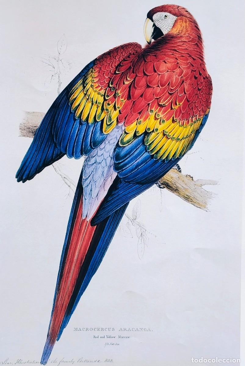 Arte: L&aacute;mina Aves Ara Macao. L&aacute;minas p&aacute;jaros 38x28 cms.