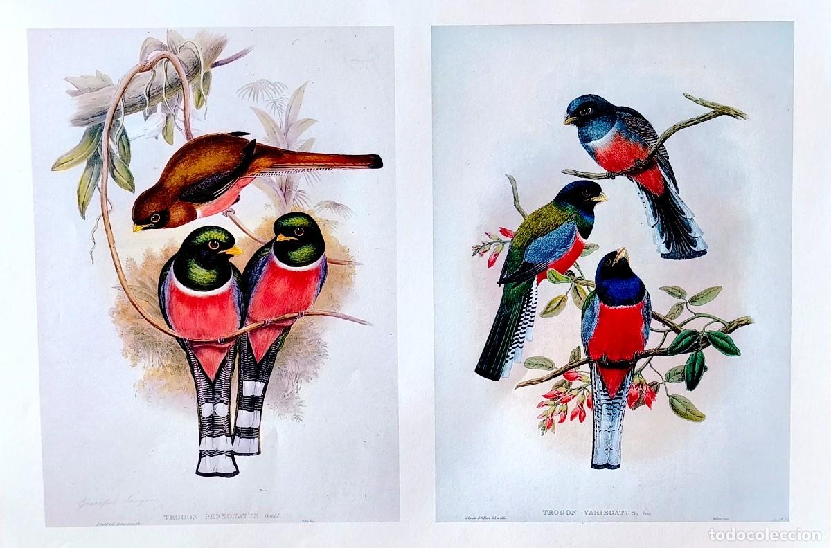 Arte: L&aacute;mina Aves Trog&oacute;n de pecho rojo. L&aacute;minas p&aacute;jaros 28x38 cms.