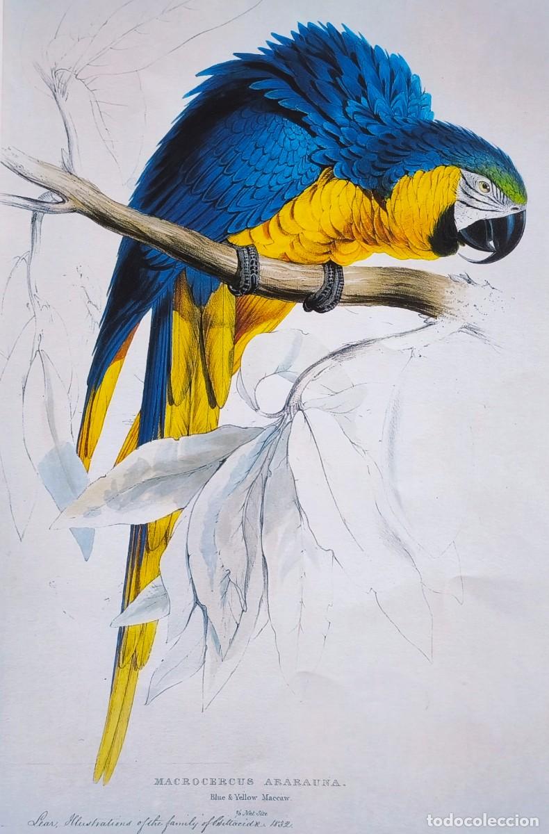 Arte: L&aacute;mina Aves Ara azul y amarillo. L&aacute;minas p&aacute;jaros 38x28 cms.