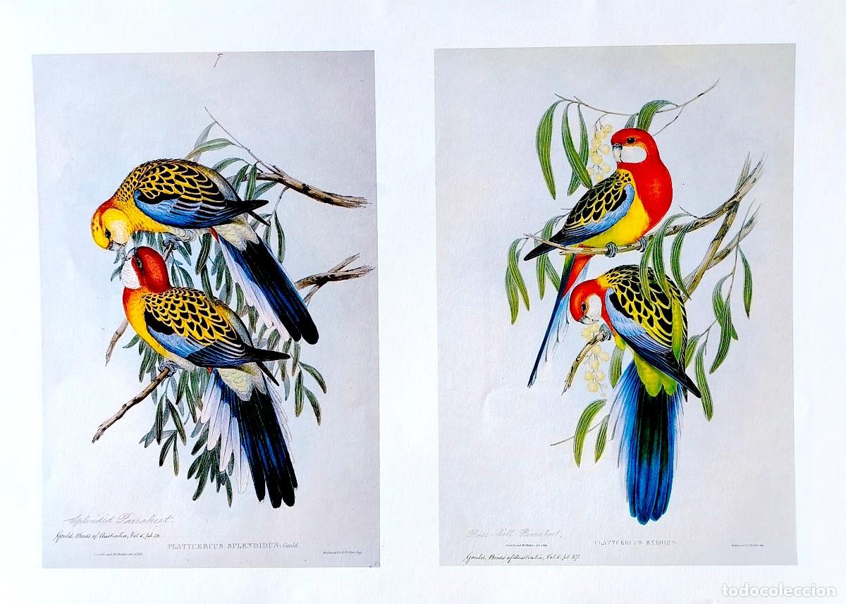 Arte: L&aacute;mina Aves Periquito de cabeza roja y Periquito espl&eacute;ndido. L&aacute;minas p&aacute;jaros 28x38 cms.