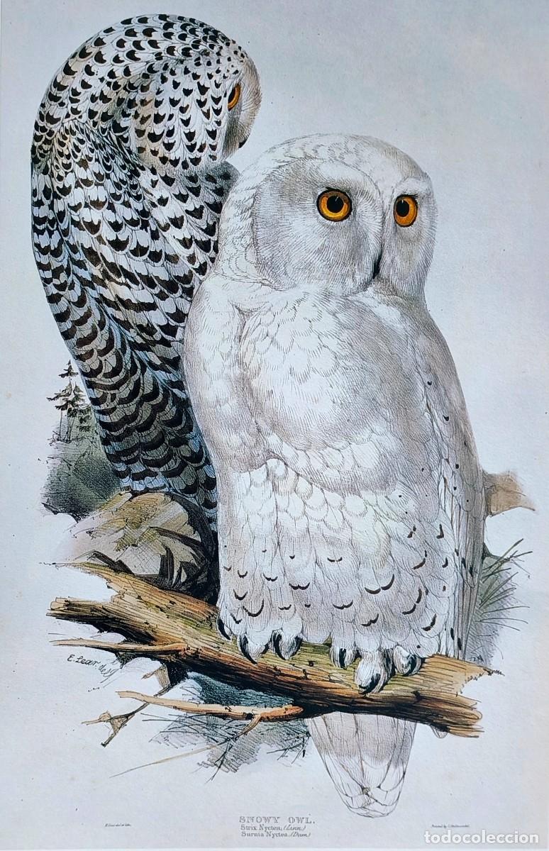 Arte: L&aacute;mina Aves Lechuza blanca. L&aacute;minas p&aacute;jaros 38x28 cms.