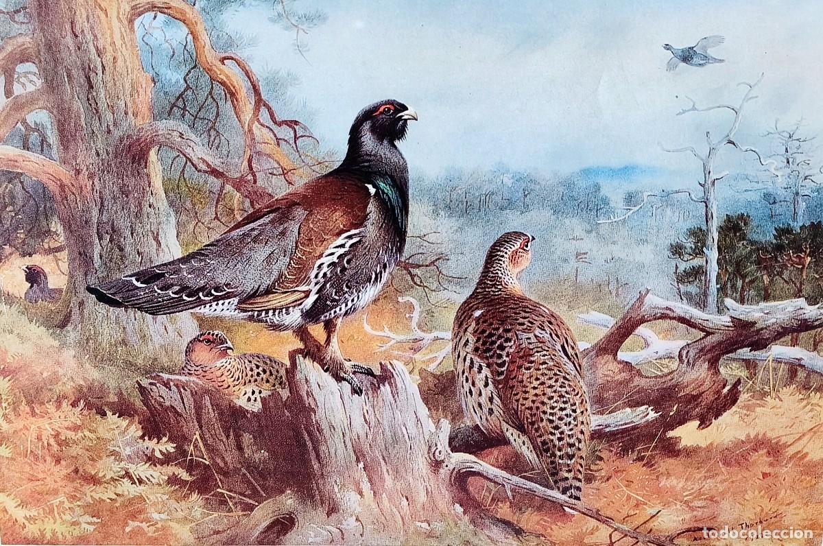 Arte: L&aacute;mina Aves Urogallo. L&aacute;minas p&aacute;jaros 28x38 cms.