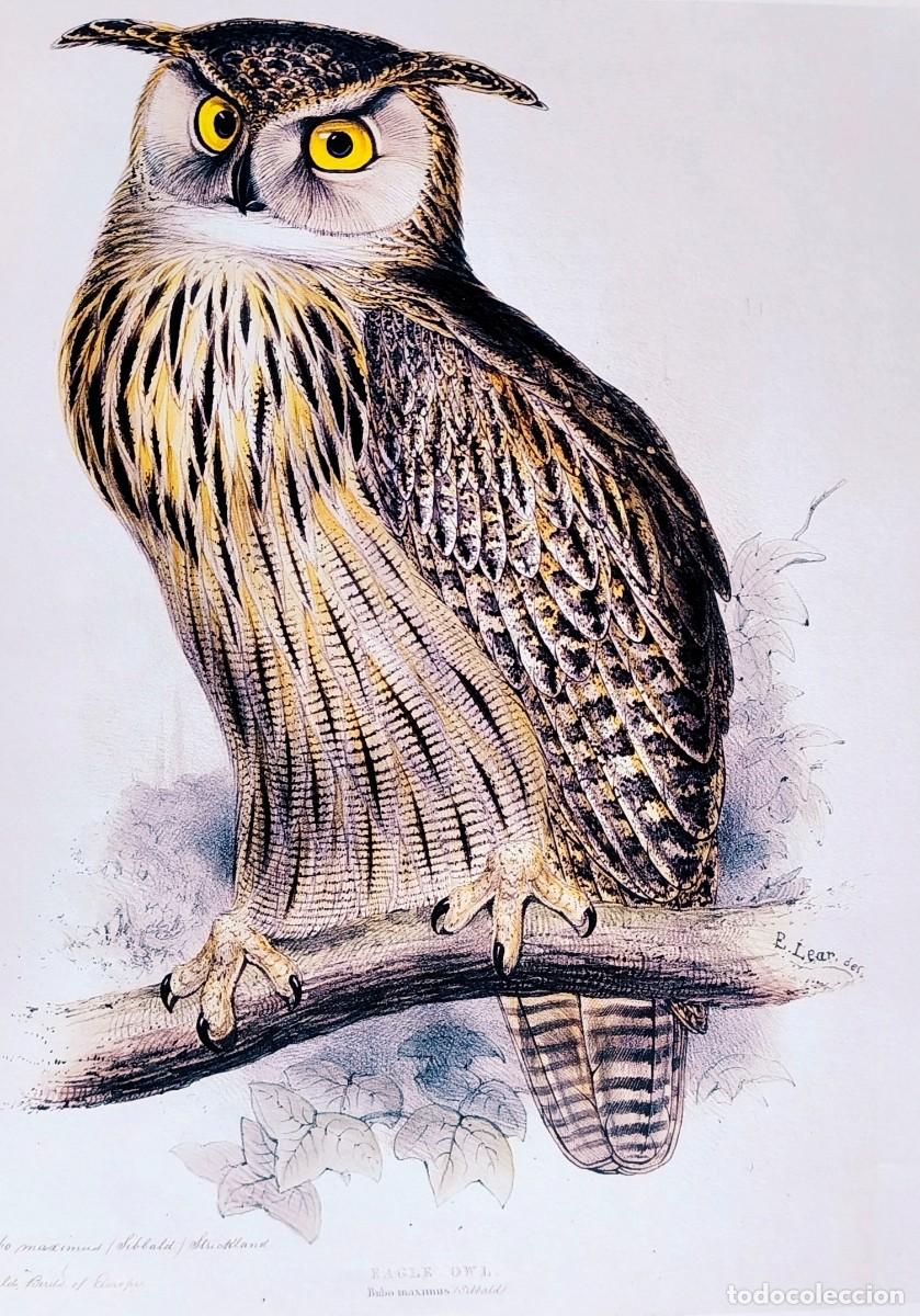 Arte: L&aacute;mina Aves Gran Mochuelo. L&aacute;minas p&aacute;jaros 38x28 cms.