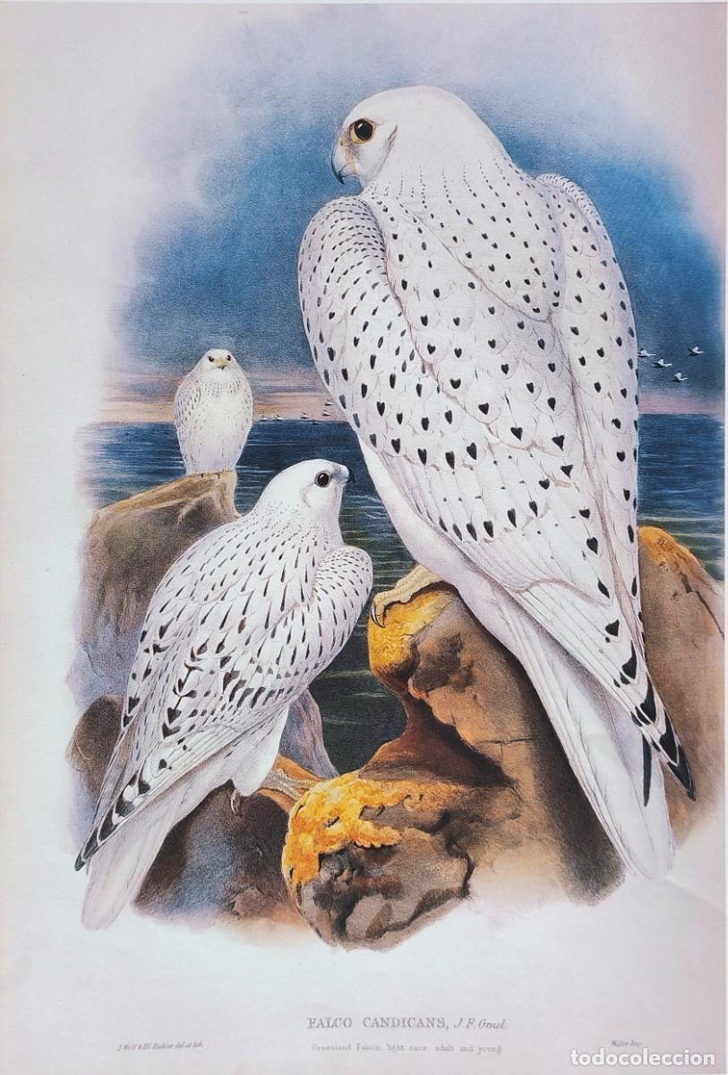 Arte: L&aacute;mina Aves Halc&oacute;n de Groenlandia. L&aacute;minas p&aacute;jaros 38x28 cms.