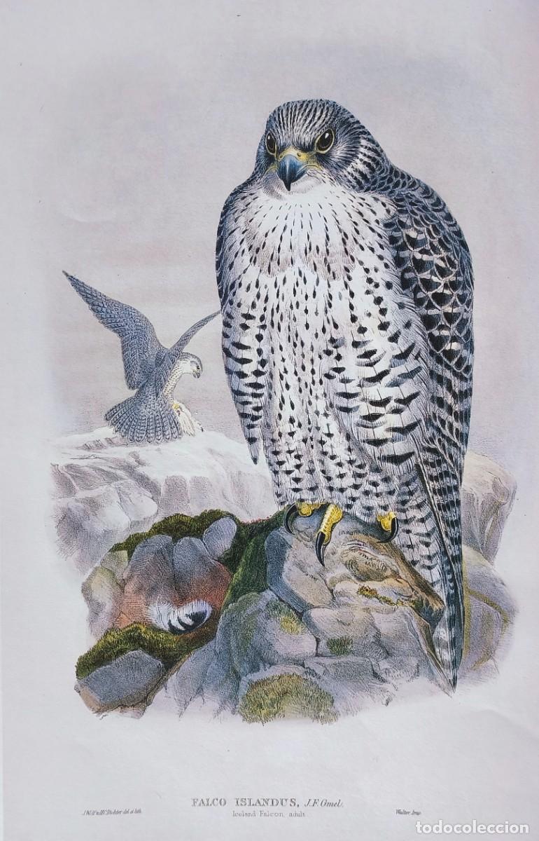 Arte: L&aacute;mina Aves Halc&oacute;n de Islandia. L&aacute;minas p&aacute;jaros 38x28 cms.