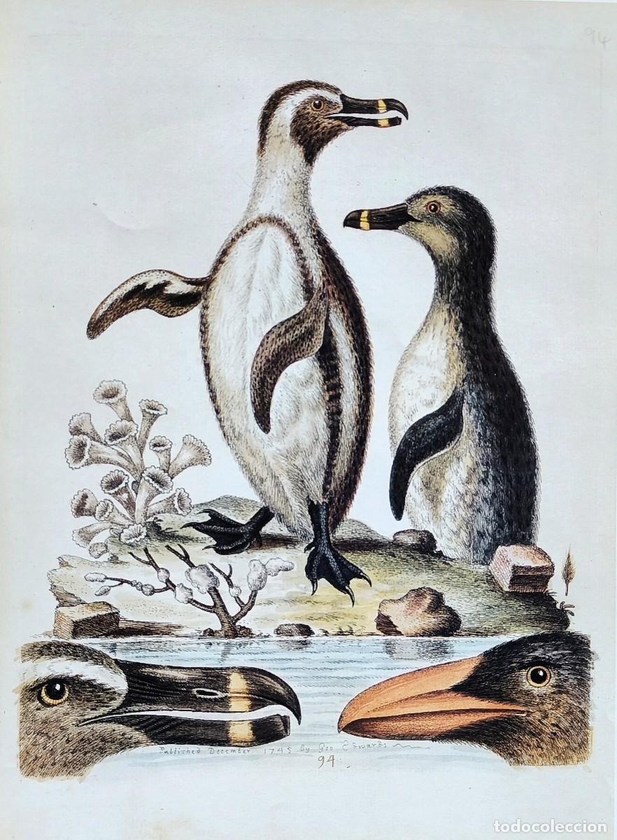 Arte: L&aacute;mina Aves Pinguino de patas negras. L&aacute;minas p&aacute;jaros 38x28 cms.