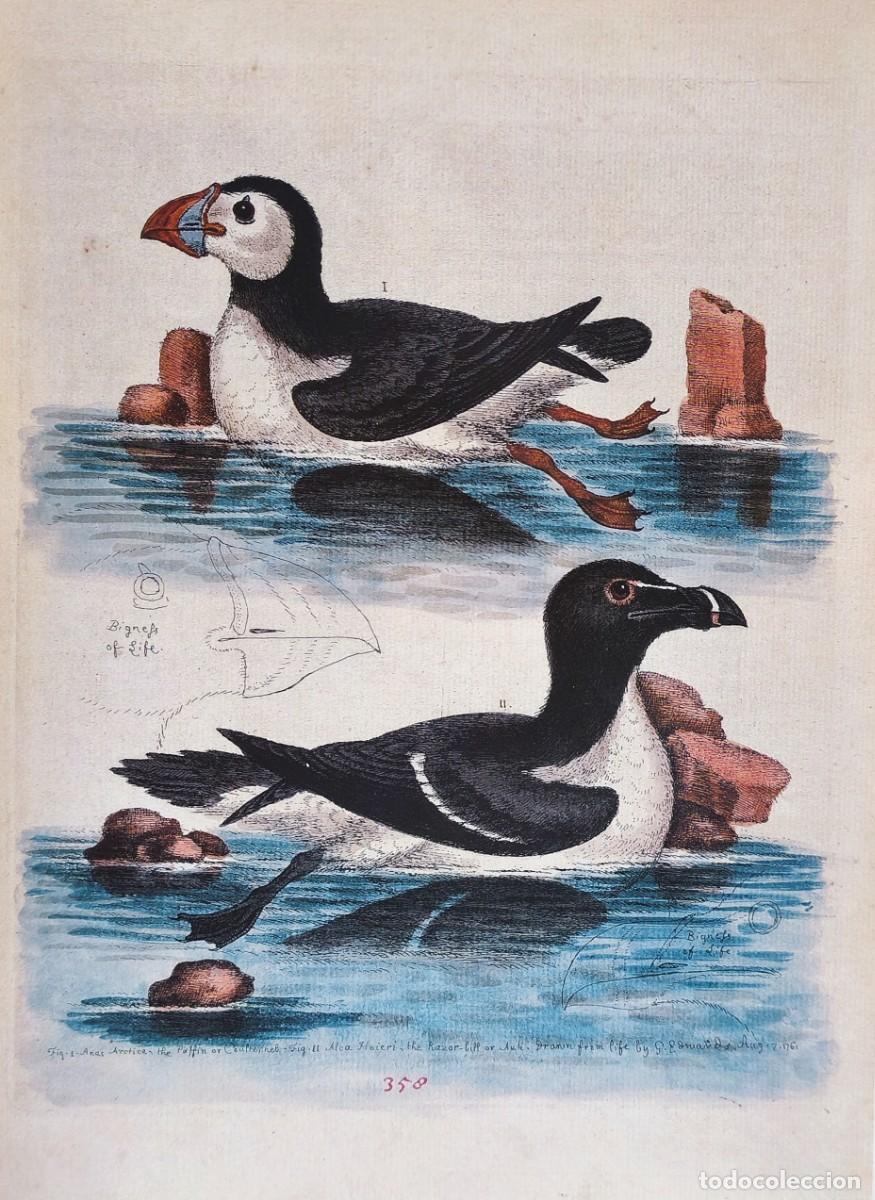 Arte: L&aacute;mina Aves Frailecillo y Alca. L&aacute;minas p&aacute;jaros 38x28 cms.