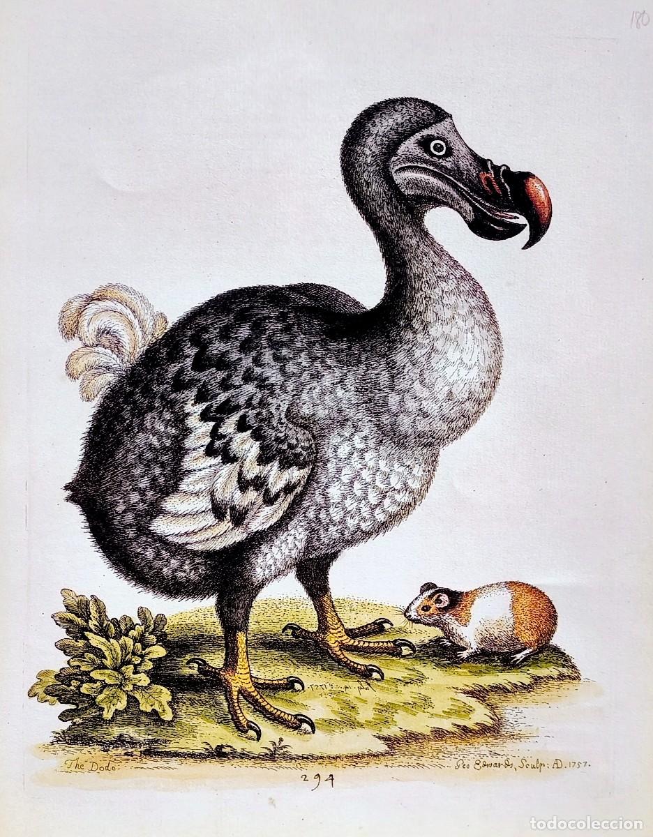 Arte: L&aacute;mina Aves el Dodo y el Cobaya. L&aacute;minas p&aacute;jaros 38x28 cms.