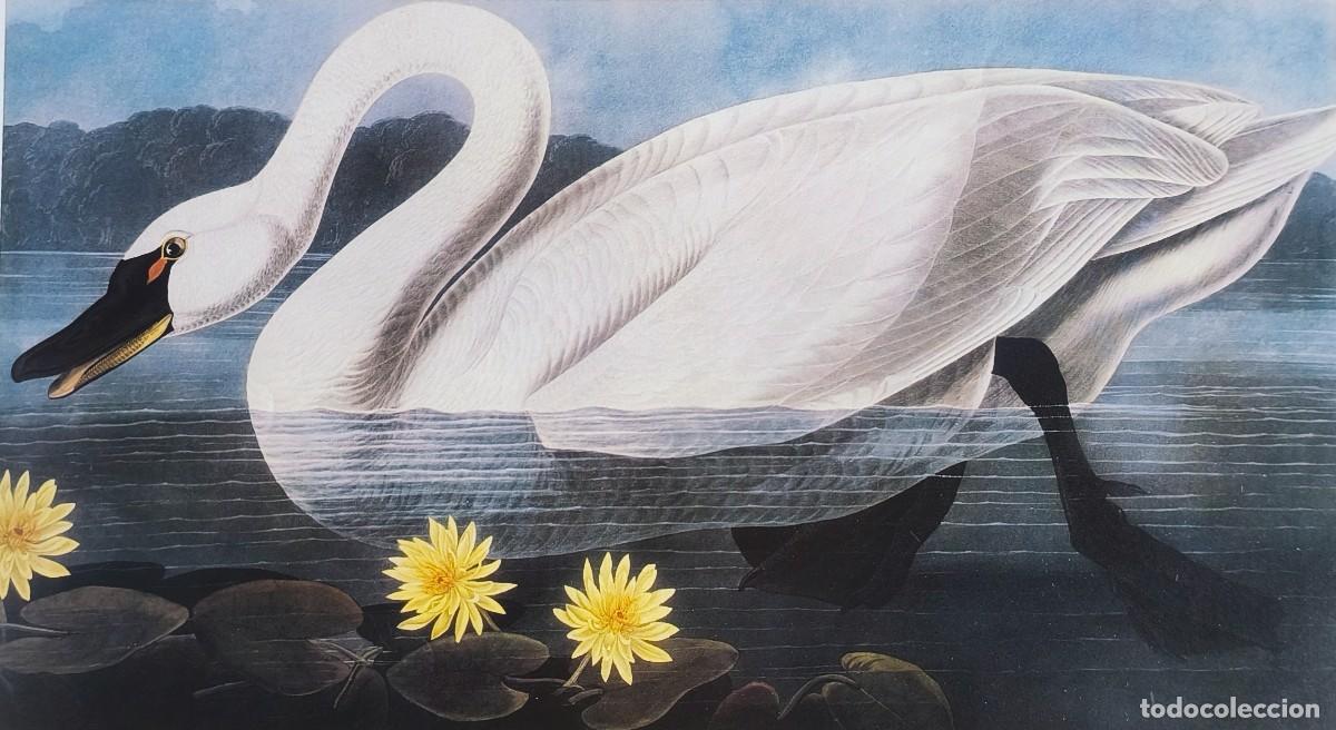 Arte: L&aacute;mina Aves Cisne americano. L&aacute;minas p&aacute;jaros 28x38 cms.