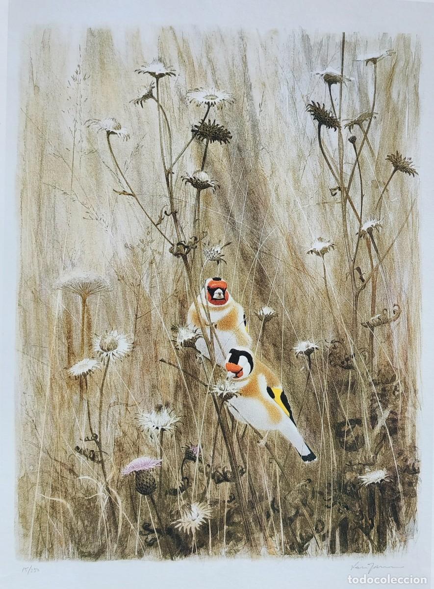 Arte: L&aacute;mina Aves Jilgueros. L&aacute;minas p&aacute;jaros 38x28 cms.