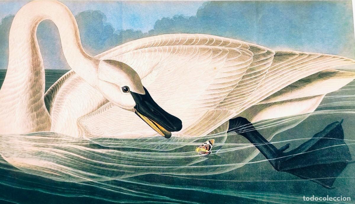 Arte: L&aacute;mina Aves Cisne trompetero. L&aacute;minas p&aacute;jaros 28x38 cms.