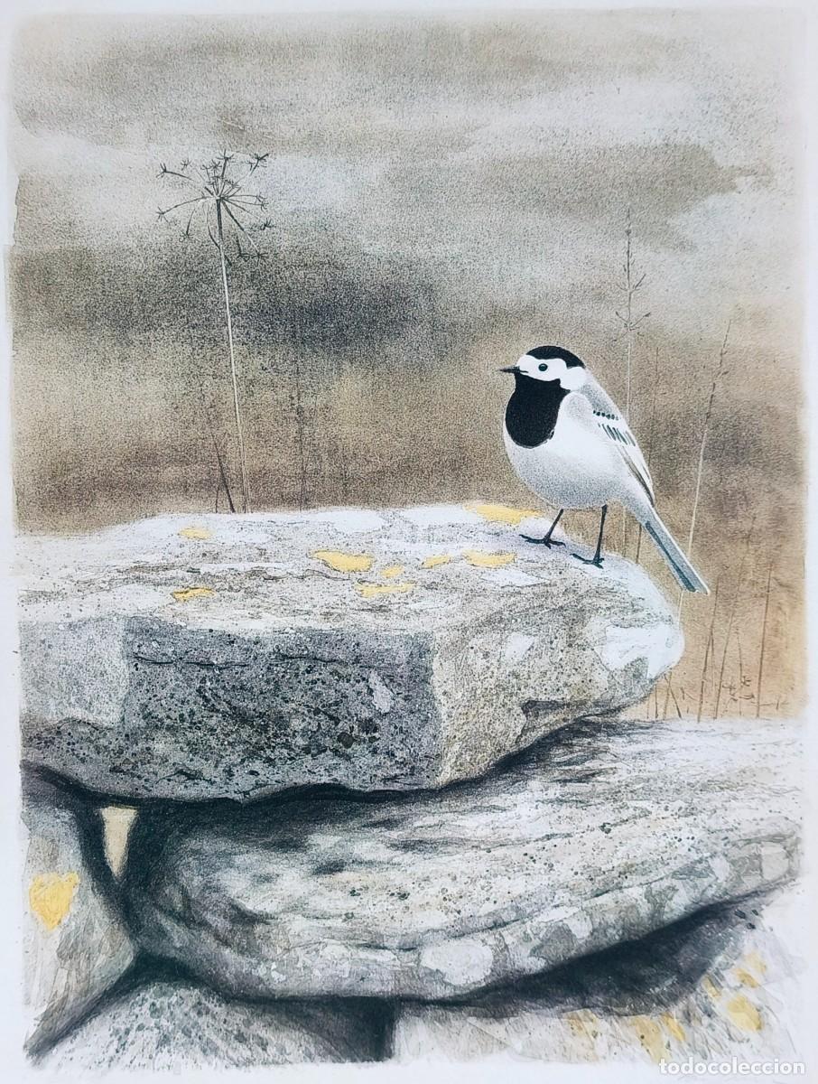 Arte: L&aacute;mina Aves Aguzanieves blanco. L&aacute;minas p&aacute;jaros 38x28 cms.