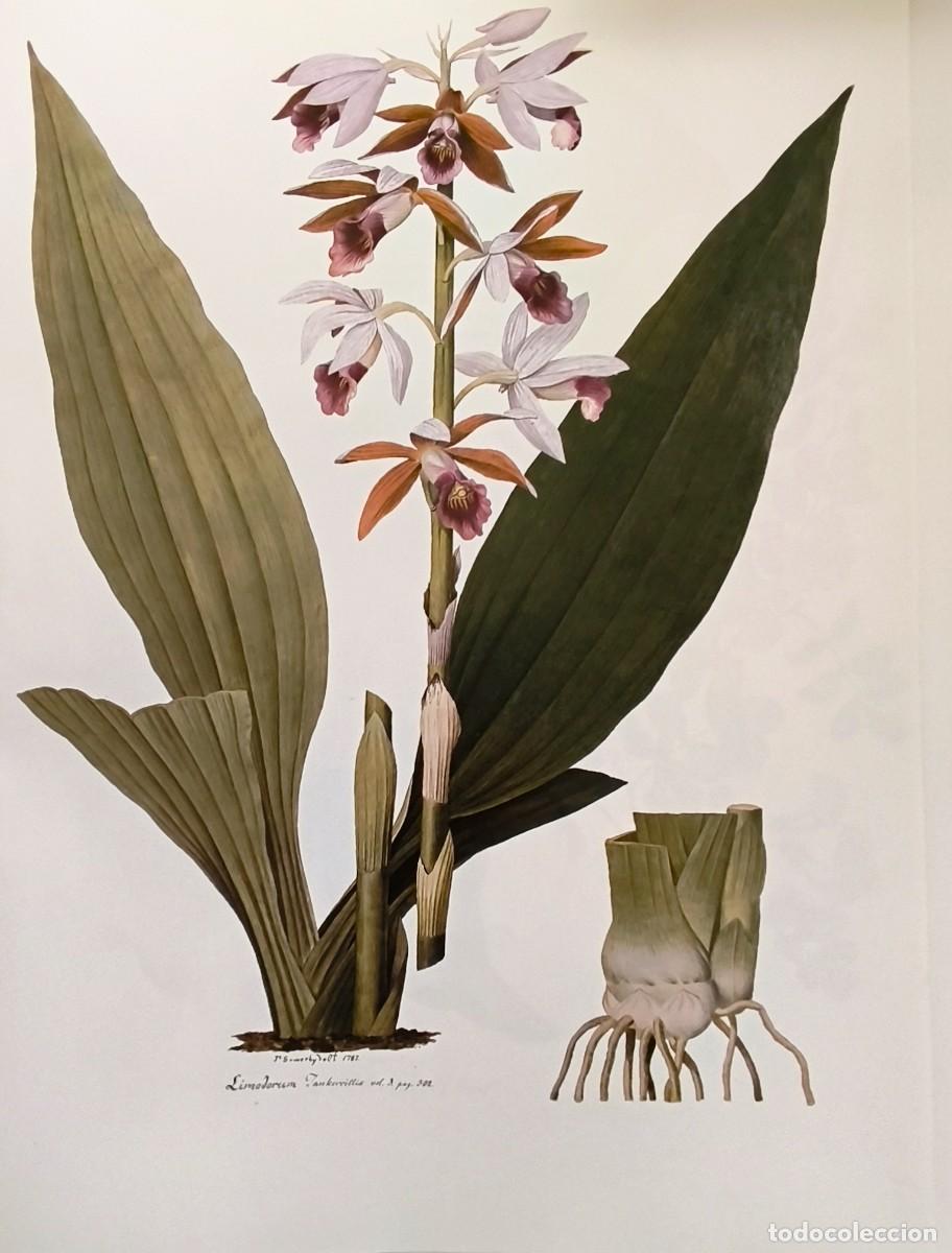 Arte: LAMINA DE BOTANICA LIMODORUM. LAMINAS PLANTAS 38x28 cms.