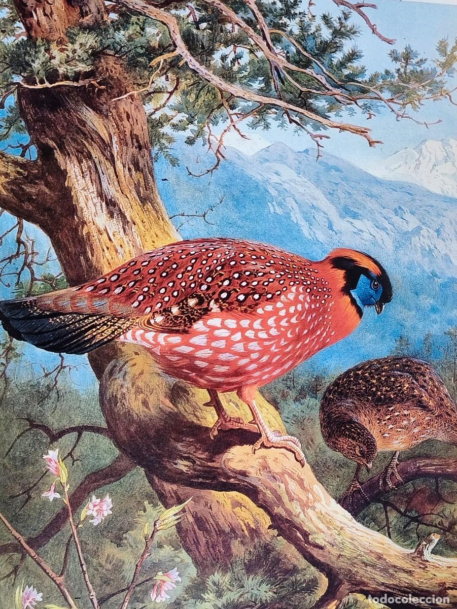 Arte: L&aacute;mina Aves Fais&aacute;n de Temminck. L&aacute;minas p&aacute;jaros 38x28 cms.