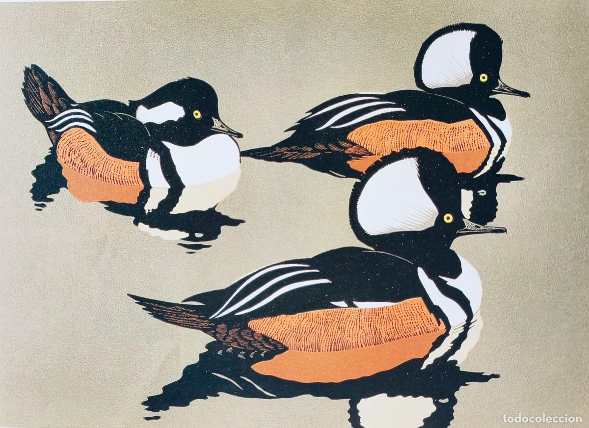 Arte: L&aacute;mina Aves Mergo encapuchado. L&aacute;minas p&aacute;jaros 28x38 cms.