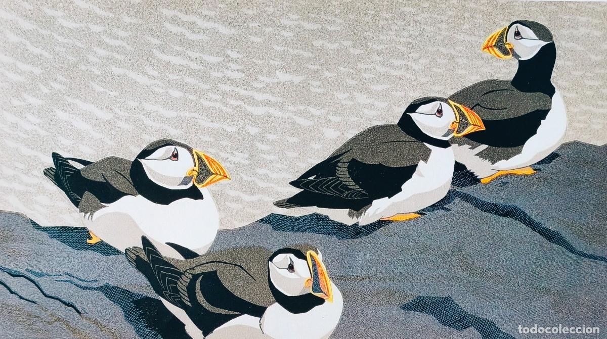 Arte: L&aacute;mina Aves Frailecillos. L&aacute;minas p&aacute;jaros 28x38 cms.