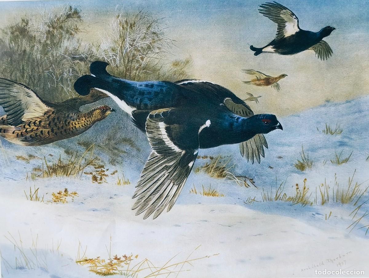 Arte: L&aacute;mina Aves Urogallo. L&aacute;minas p&aacute;jaros 28x38 cms.