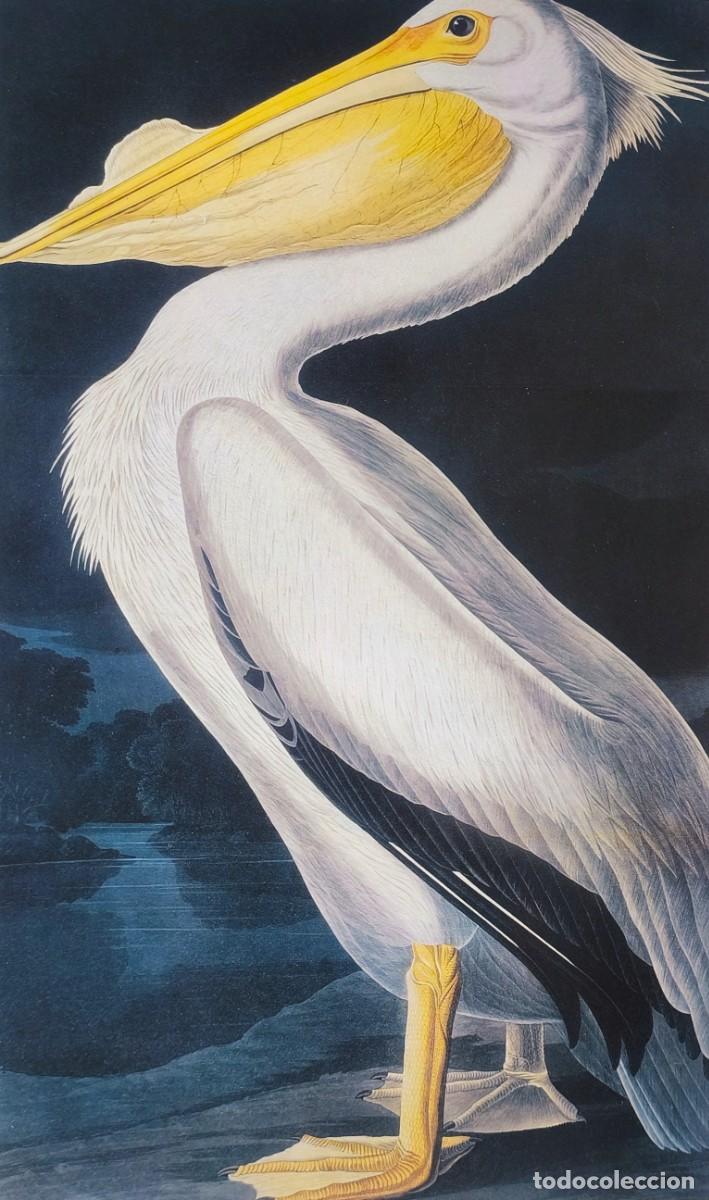 Arte: L&aacute;mina Aves Pel&iacute;cano americano. L&aacute;minas p&aacute;jaros 38x28 cms.