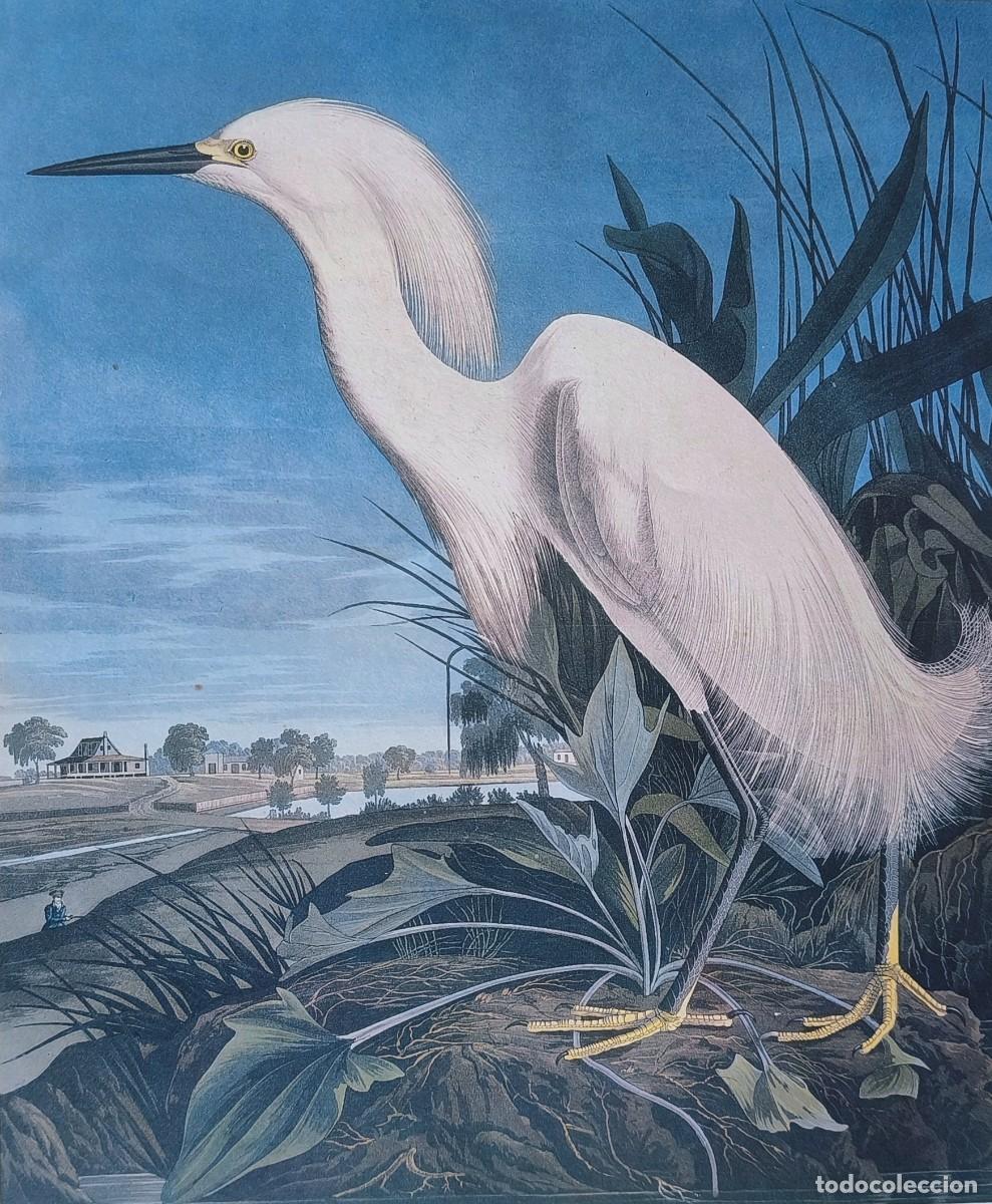 Arte: L&aacute;mina Aves Garceta nevada. L&aacute;minas p&aacute;jaros 38x28 cms.