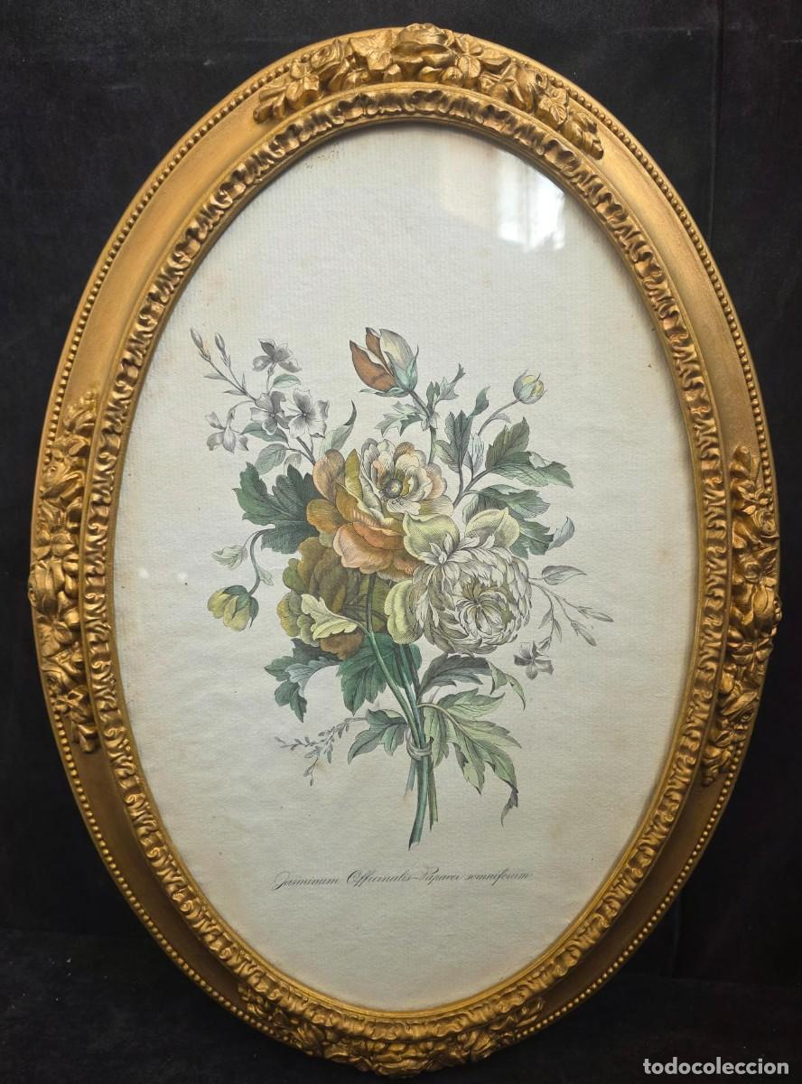 Arte: L&aacute;mina bot&aacute;nica antigua enmarcada ovalada dorada &ndash; grabado floral cl&aacute;sico 55x38 cm