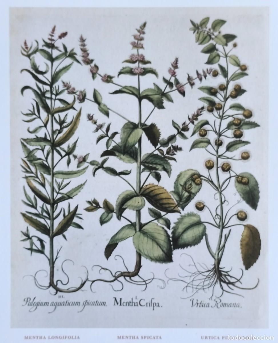 Art: L&aacute;mina de Bot&aacute;nica Menta. L&aacute;minas plantas 20x14 cms.