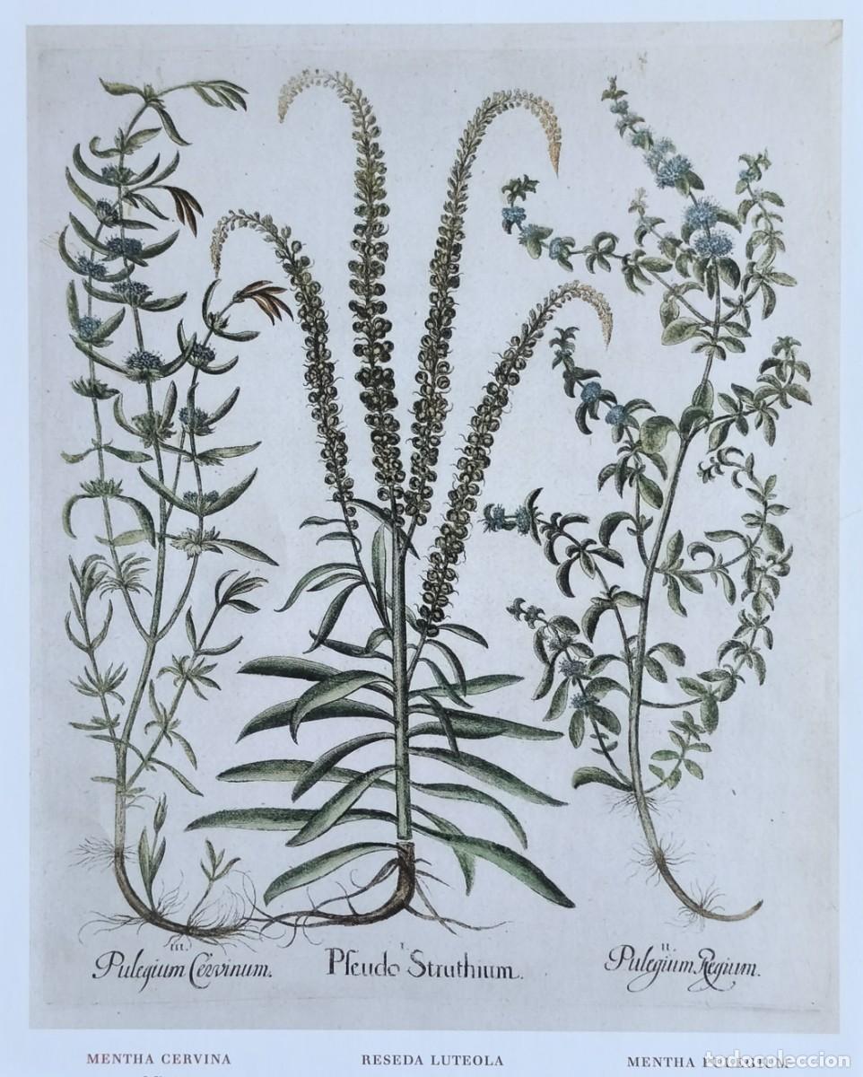 Art: L&aacute;mina de Bot&aacute;nica Menta. L&aacute;minas plantas 20x14 cms.