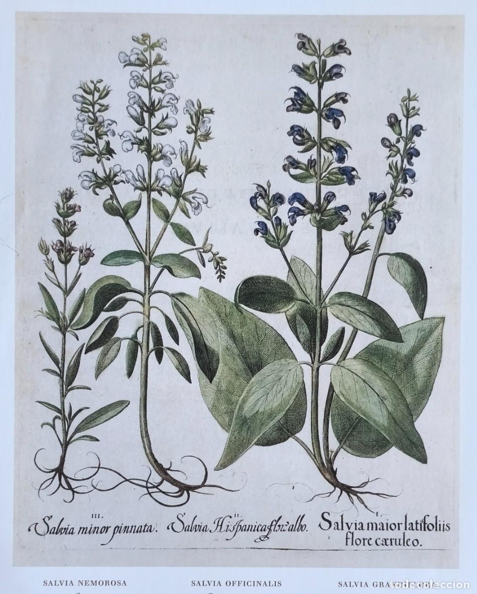 Art: L&aacute;mina de Bot&aacute;nica Salvia. L&aacute;minas plantas 20x14 cms.