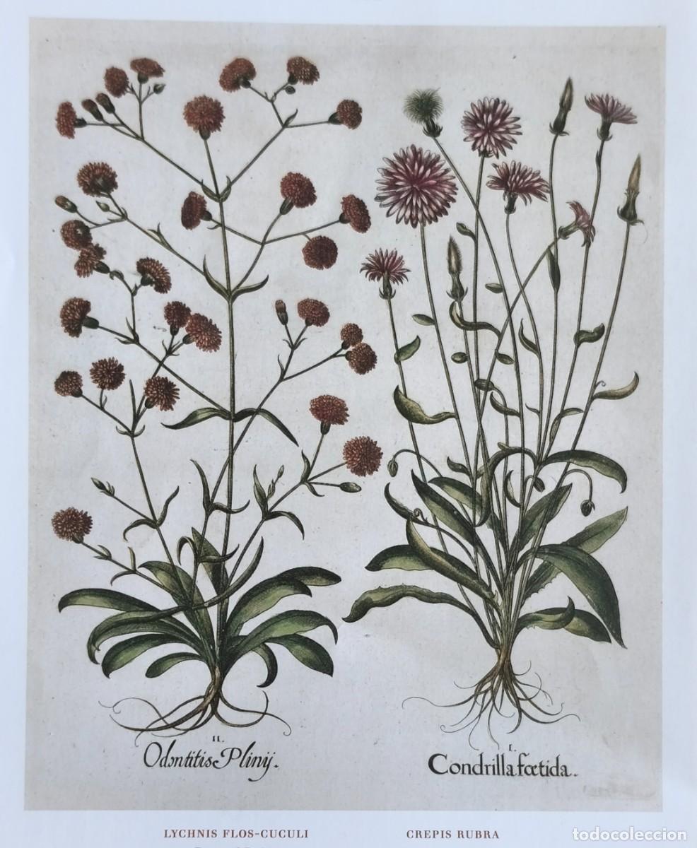Kunst: L&aacute;mina de Bot&aacute;nica Lychnis. L&aacute;minas plantas 20x14 cms.