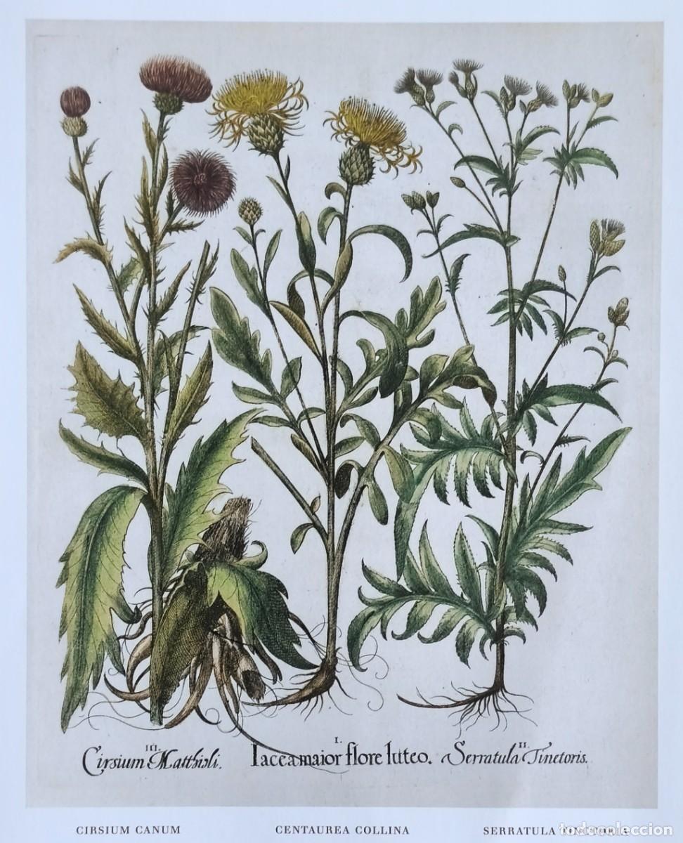 Arte: L&aacute;mina de Bot&aacute;nica Cirsium, Centaurea... L&aacute;minas plantas 20x14 cms.