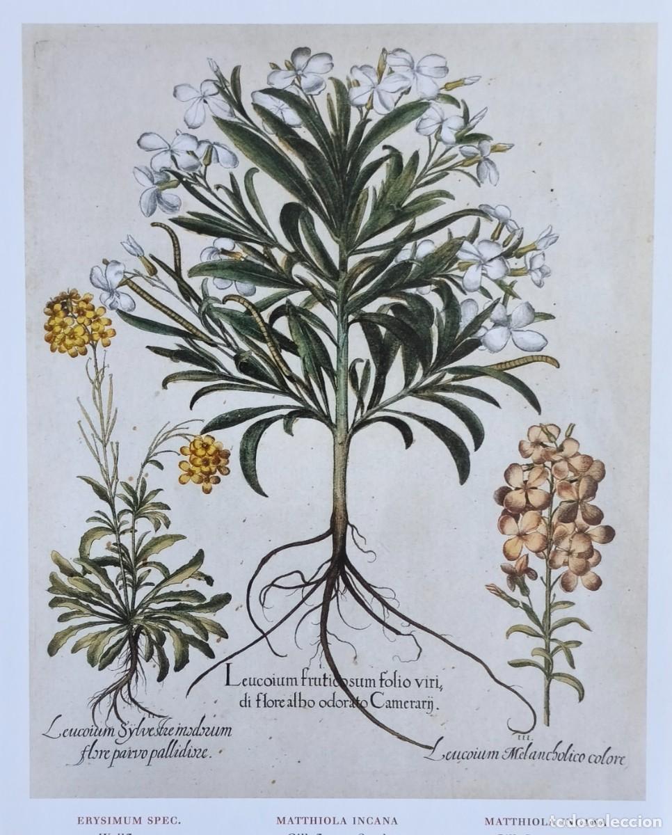 Arte: L&aacute;mina de Bot&aacute;nica Erysimum y Matthiola. L&aacute;minas plantas 20x14 cms.