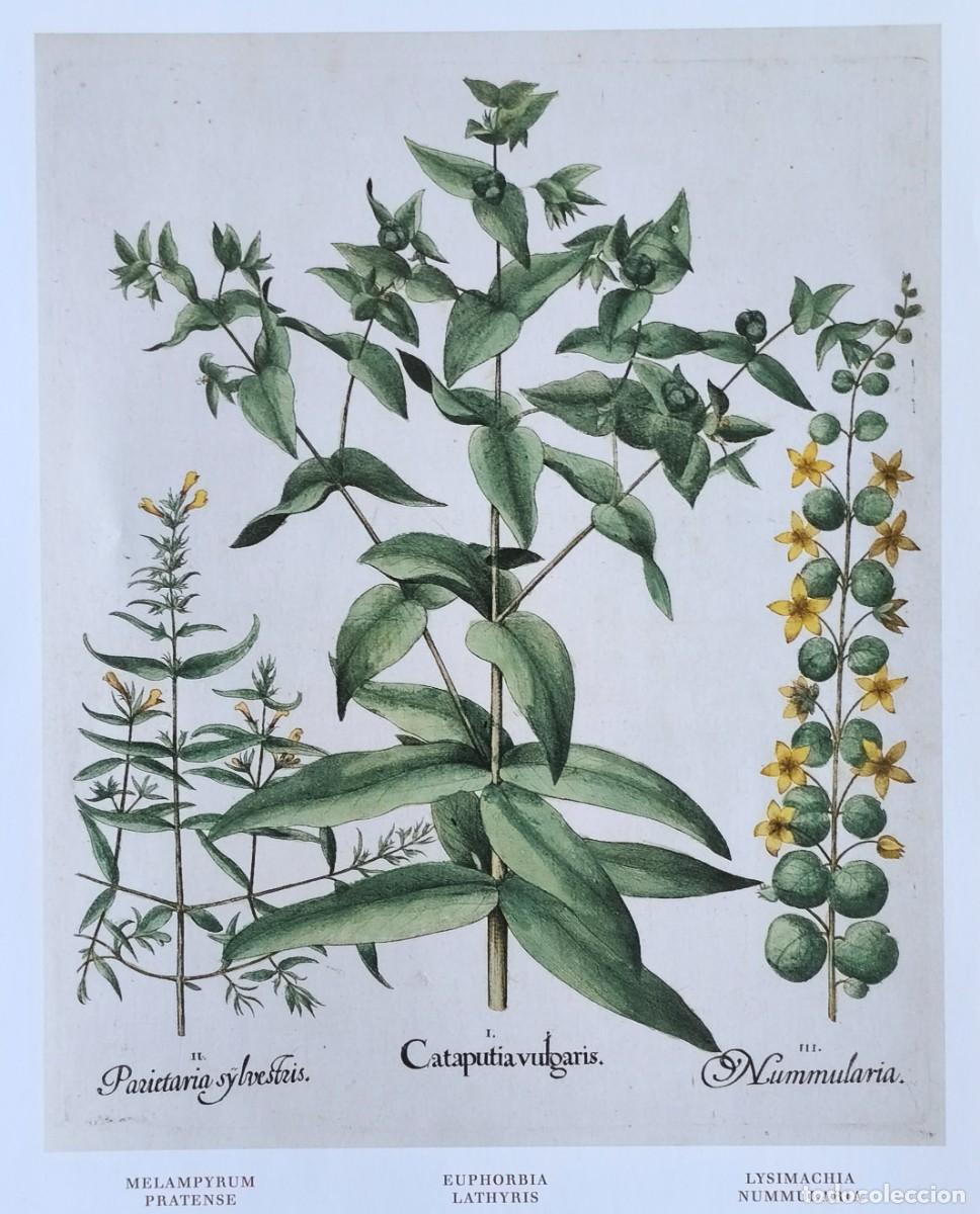 Arte: L&aacute;mina de Bot&aacute;nica Melampyrum, Euphorbia... L&aacute;minas plantas 20x14 cms.
