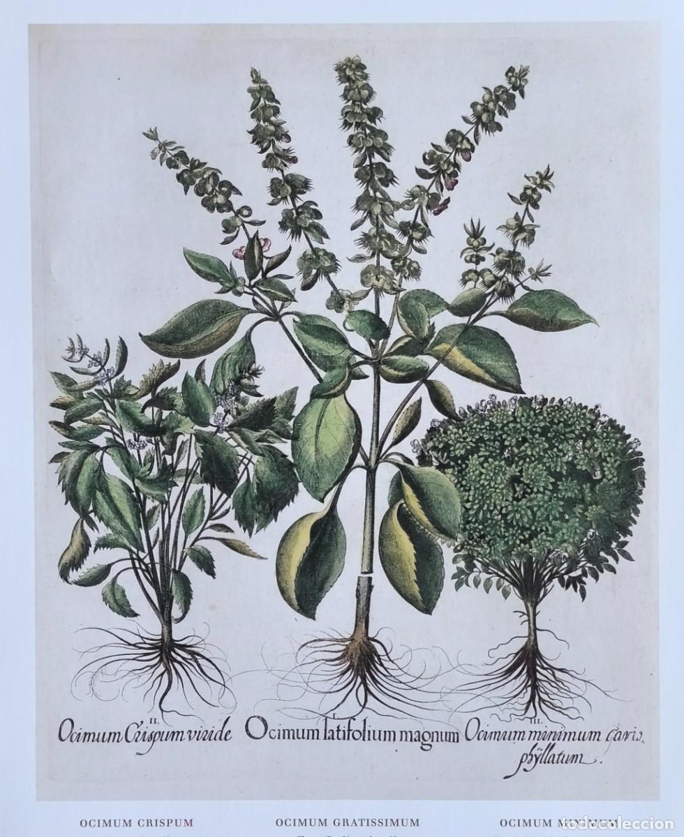 Arte: L&aacute;mina de Bot&aacute;nica Ocimum. L&aacute;minas plantas 20x14 cms.