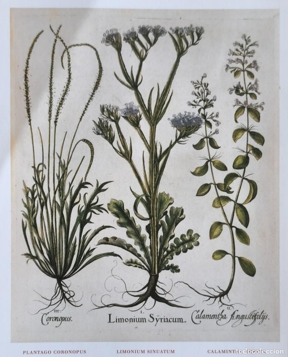 Arte: L&aacute;mina de Bot&aacute;nica Plantago, Limonium y Calamintha... L&aacute;minas plantas 20x14 cms.