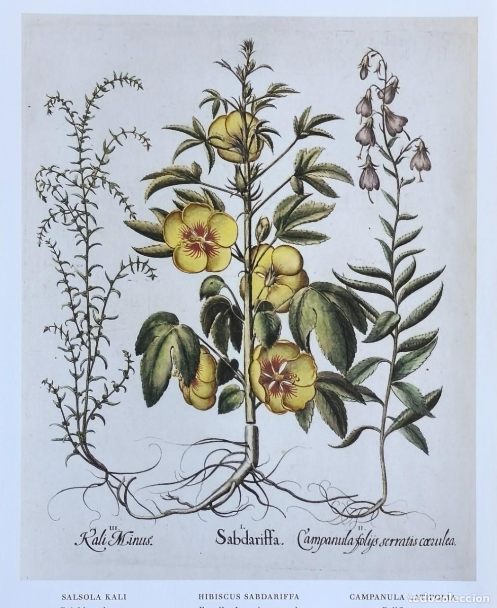 Arte: L&aacute;mina de Bot&aacute;nica Salsola, Hibiscus, Camp&aacute;nula. L&aacute;minas plantas 20x14 cms.